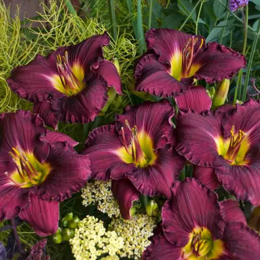 Hemerocallis Nosferatu, Daylily Nosferatu, Day Lily Nosferatu, Nosferatu Daylily, Midseason Daylily, Purple daylilies, Purple Daylily, Purple flowers, Purple Hemerocallis