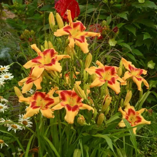 Hemerocallis 'Tiger Swirl', Daylily 'Tiger Swirl', Day Lily 'Tiger Swirl', 'Tiger Swirl' Daylily, daylilies, Daylily, Day Lilies, Yellow flowers, Yellow day lily, Yellow Daylily, Hemerocallidaceae, perennial, plant