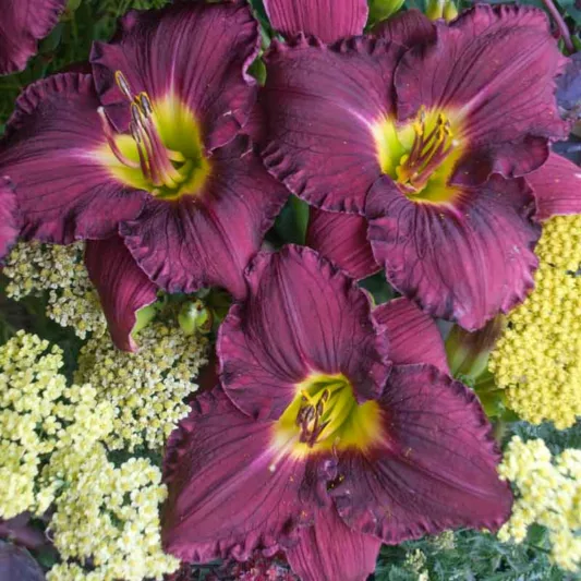 Hemerocallis Nosferatu, Daylily Nosferatu, Day Lily Nosferatu, Nosferatu Daylily, Midseason Daylily, Purple daylilies, Purple Daylily, Purple flowers, Purple Hemerocallis
