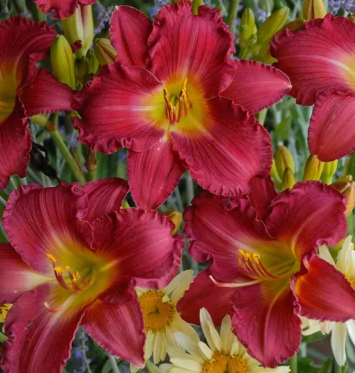 Hemerocallis 'Romantic Returns', Daylily 'Romantic Returns', Day Lily 'Romantic Returns', 'Strawberry Candy Daylily, Reblooming Daylily, daylilies, Daylily, Day Lilies, pink flowers, pink day lily, pink Daylily, Hemerocallidace