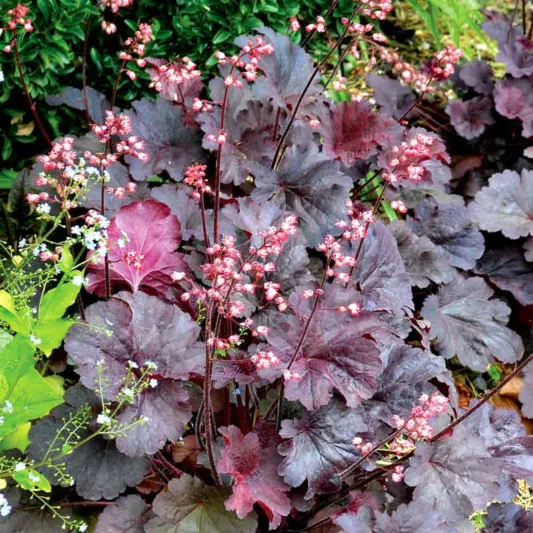 Heuchera Bella Notte,  Coral Bells 'Bella Notte', Alum Root 'Bella Notte', Shade plants, Evergreen plants, Foliage plant, Black Foliage, Black Heuchera