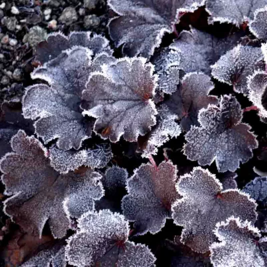 Heuchera Bella Notte,  Coral Bells 'Bella Notte', Alum Root 'Bella Notte', Shade plants, Evergreen plants, Foliage plant, Black Foliage, Black Heuchera