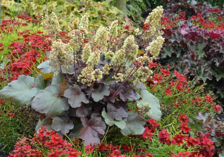 Heuchera 'Blondie', Coral Bells 'Blondie', Alum Root 'Blondie', Shade plants, Evergreen plants, Orange Heuchera, Caramel Heuchera