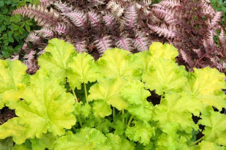 Heuchera Lime Rickey,  Coral Bells Lime Rickey, Alum Root Lime Rickey, Shade plants, Evergreen plants, Foliage plant, Yellow Foliage, Yellow Heuchera