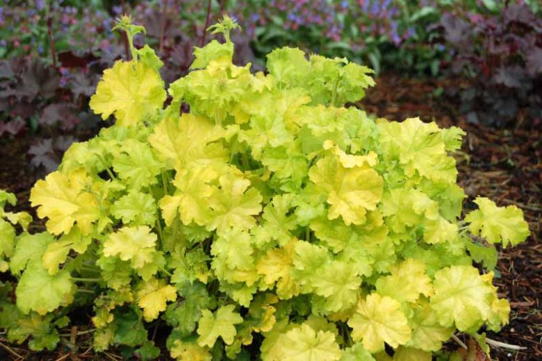 Heuchera Lime Rickey,  Coral Bells Lime Rickey, Alum Root Lime Rickey, Shade plants, Evergreen plants, Foliage plant, Yellow Foliage, Yellow Heuchera