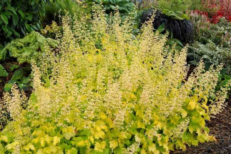 Heuchera Lime Rickey,  Coral Bells Lime Rickey, Alum Root Lime Rickey, Shade plants, Evergreen plants, Foliage plant, Yellow Foliage, Yellow Heuchera