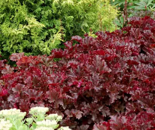 Heuchera Black Taffeta,  Coral Bells 'Black Taffeta', Alum Root 'Black Taffeta', Shade plants, Evergreen plants, Foliage plant, Black Foliage, Black Heuchera