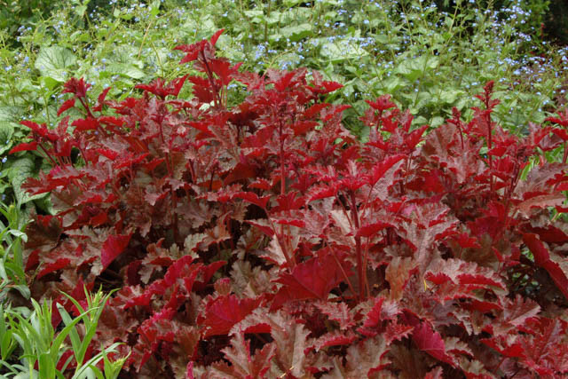 Heuchera 'Chocolate Ruffles', Coral Bells 'Chocolate Ruffles', Alum Root 'Chocolate Ruffles', Coral Flower 'Chocolate Ruffles'', Shade plants, Evergreen plants, Chocolate Heuchera