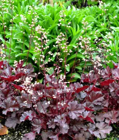 Heuchera Coco,  Coral Bells Coco, Alum Root Coco, Shade plants, Evergreen plants, Foliage plant, Dark Foliage, Black Heuchera, Black Foliage, Chocolate Heuchera