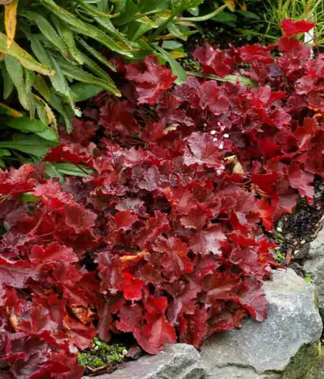 Heuchera Glitter,  Coral Bells Glitter, Alum Root Glitter, Shade plants, Evergreen plants, Foliage plant, Silver Foliage, Silver Heuchera