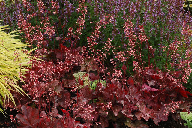Heuchera 'Fire Chief', Coral Bells 'Fire Chief', Alum Root 'Fire Chief', Coral Flower 'Fire Chief', Shade plants, Evergreen plants, Red Heuchera