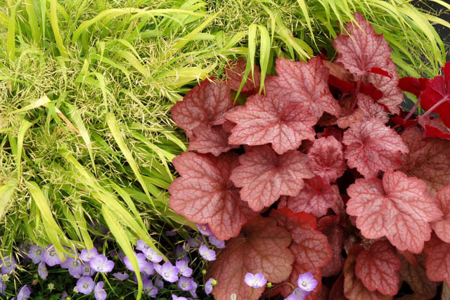 Heuchera 'Georgia Peach', Coral Bells 'Georgia Peach', Alum Root 'Georgia Peach', Coral Flower 'Georgia Peach', Shade plants, Evergreen plants, Chocolate Heuchera