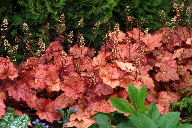 Heuchera 'Georgia Peach', Coral Bells 'Georgia Peach', Alum Root 'Georgia Peach', Coral Flower 'Georgia Peach', Shade plants, Evergreen plants, Chocolate Heuchera