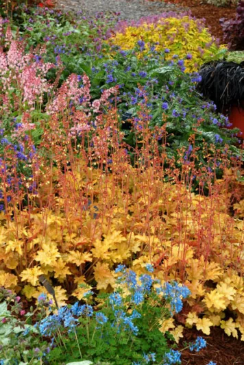 Heuchera 'Ginger Ale', Coral Bells 'Ginger Ale', Alum Root 'Ginger Ale', Coral Flower 'Ginger Ale', Shade plants, Evergreen plants, Orange Heuchera, Apricot heuchera, Caramel Heuchera