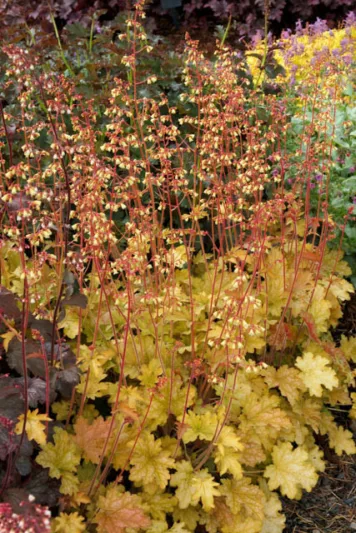 Heuchera 'Ginger Ale', Coral Bells 'Ginger Ale', Alum Root 'Ginger Ale', Coral Flower 'Ginger Ale', Shade plants, Evergreen plants, Orange Heuchera, Apricot heuchera, Caramel Heuchera