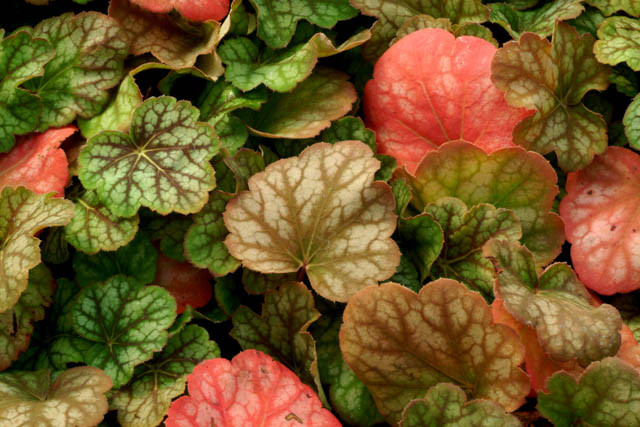Heuchera 'Green Spice', Coral Bells 'Green Spice', Alum Root 'Green Spice', Heuchera Americana 'Green Spice', Shade plants, Evergreen plants