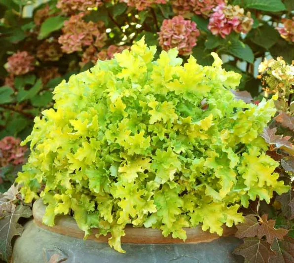 Heuchera Lime Marmalade,  Coral Bells Lime Marmalade, Alum Root Lime Marmalade, Shade plants, Evergreen plants, Foliage plant, Yellow Foliage, Yellow Heuchera