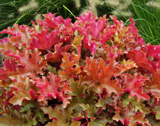 Heuchera 'Marmalade', Coral Bells 'Marmalade', Alum Root 'Marmalade', Coral Flower 'Marmalade', Shade plants, Evergreen plants, apricot Heuchera, Caramel Heuchera, Peach Heuchera