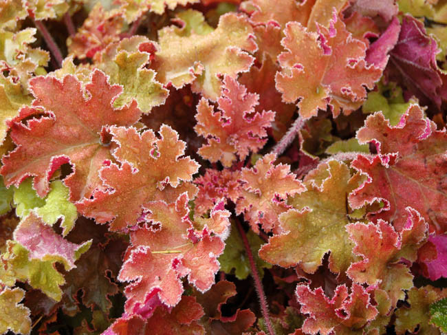 Heuchera 'Marmalade', Coral Bells 'Marmalade', Alum Root 'Marmalade', Coral Flower 'Marmalade', Shade plants, Evergreen plants, apricot Heuchera, Caramel Heuchera, Peach Heuchera