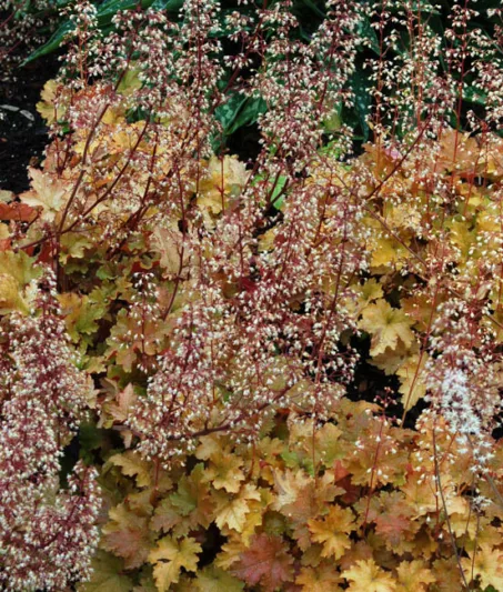 Heuchera 'Marmalade', Coral Bells 'Marmalade', Alum Root 'Marmalade', Coral Flower 'Marmalade', Shade plants, Evergreen plants, apricot Heuchera, Caramel Heuchera, Peach Heuchera