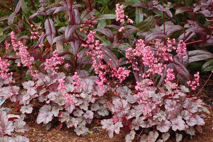 Heuchera, Heucheras, Coral Bells, Alum Root, Heuchera caramel, Heuchera plants, Heuchera plant, Heuchera obsidian, Shade plants, Evergreen plants, Coral bells plant, Heuchera palace purple
