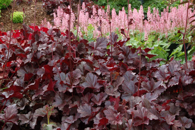 Heuchera 'Obsidian', Coral Bells 'Obsidian', Alum Root 'Obsidian', Coral Flower 'Obsidian', Shade plants, Evergreen plants