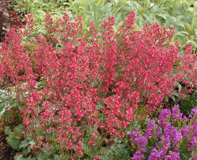 Heuchera 'Paris', Coral Bells 'Paris', Alum Root 'Paris', Heuchera Americana 'Paris', Shade plants, Evergreen plants