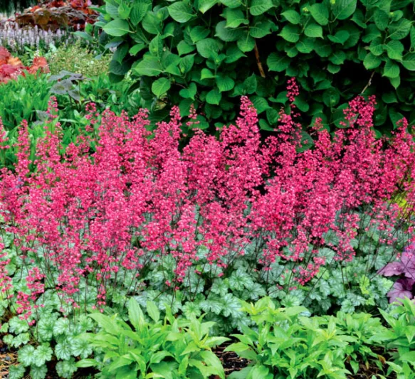 Heuchera 'Paris', Coral Bells 'Paris', Alum Root 'Paris', Heuchera Americana 'Paris', Shade plants, Evergreen plants
