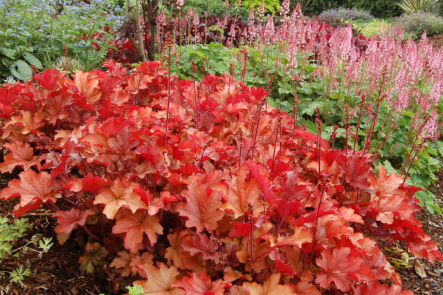 Heuchera 'Peach Flambe', Coral Bells 'Peach Flambe', Alum Root 'Peach Flambe', Coral Flower 'Peach Flambe', Shade plants, Evergreen plants