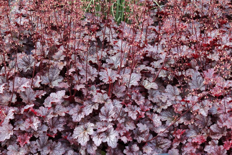 Heuchera 'Plum Pudding', Coral Bells 'Plum Pudding', Alum Root 'Plum Pudding', Coral Flower 'Plum Pudding', Shade plants, Evergreen plants, Purple Heuchera