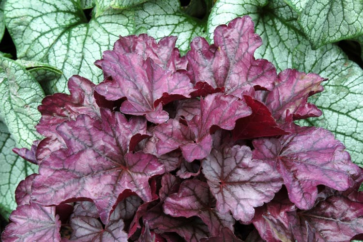 Heuchera 'Plum Royale', Coral Bells 'Plum Royale', Alum Root 'Plum Royale', Coral Flower 'Plum Royale', Shade plants, Evergreen plants, Purple Heuchera