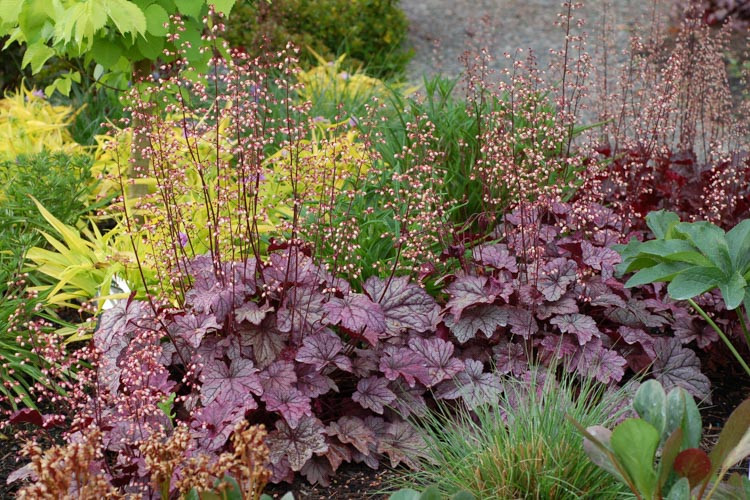 Heuchera 'Plum Royale', Coral Bells 'Plum Royale', Alum Root 'Plum Royale', Coral Flower 'Plum Royale', Shade plants, Evergreen plants, Purple Heuchera