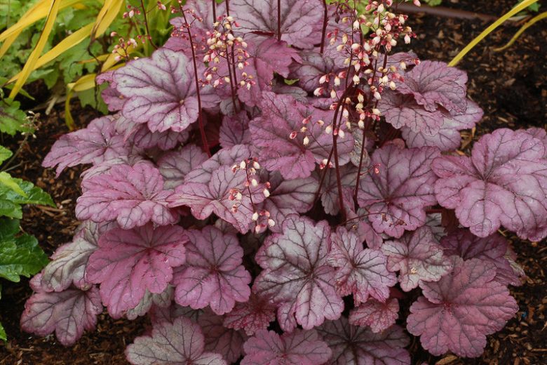 Heuchera 'Sugar Plum', Coral Bells 'Sugar Plum', Alum Root 'Sugar Plum', Coral Flower 'Sugar Plum', Shade plants, Evergreen plants, Purple Heuchera