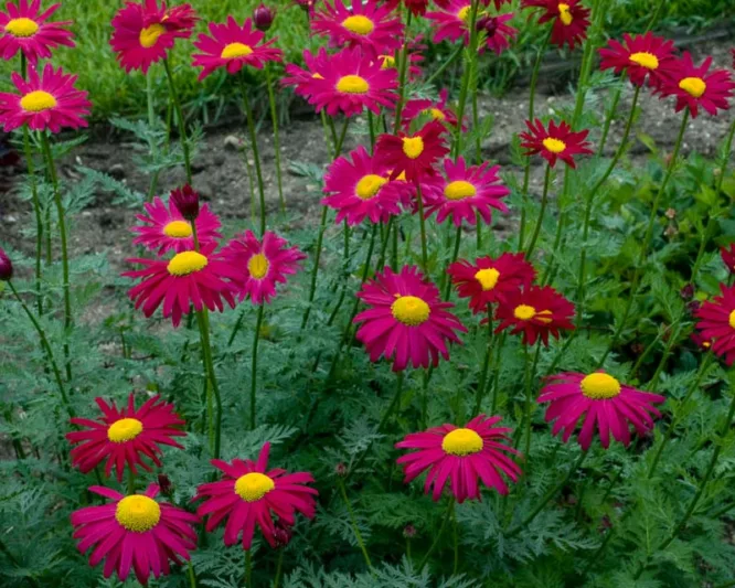Tanacetum Coccineum 'Robinson's Red', Painted Daisy 'Robinson's Red', Pyrethrum 'Robinson's Red', Red flowers