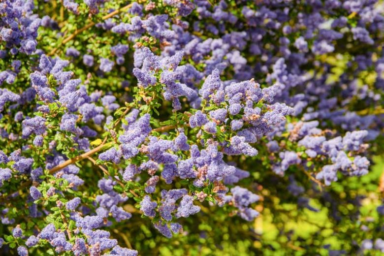 Ceanothus thyrsiflorus, Blueblossom, Bluebrush, Blue Blossom, Blue Flowers, Fragrant Shrubs, Evergreen Shrubs