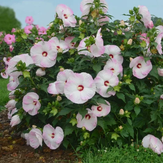 Hibiscus 'Ballet Slippers', Rose Mallow 'Ballet Slippers', Shrub Althea 'Ballet Slippers', Summerific Collection, Flowering Shrub, Pink flowers, Pink Hibiscus, White flowers, White Hibiscus