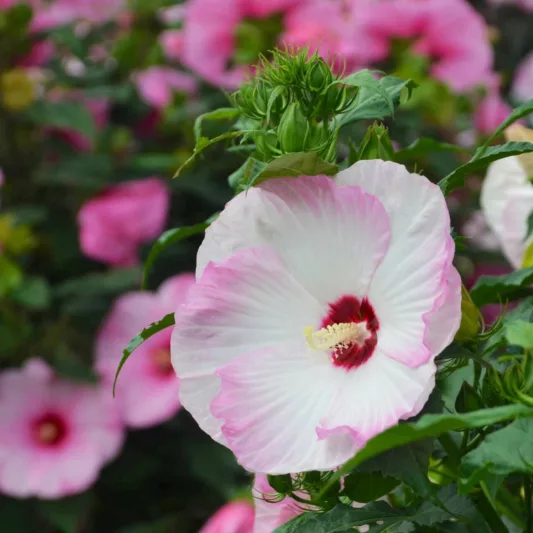 Hibiscus 'Ballet Slippers', Rose Mallow 'Ballet Slippers', Shrub Althea 'Ballet Slippers', Summerific Collection, Flowering Shrub, Pink flowers, Pink Hibiscus, White flowers, White Hibiscus