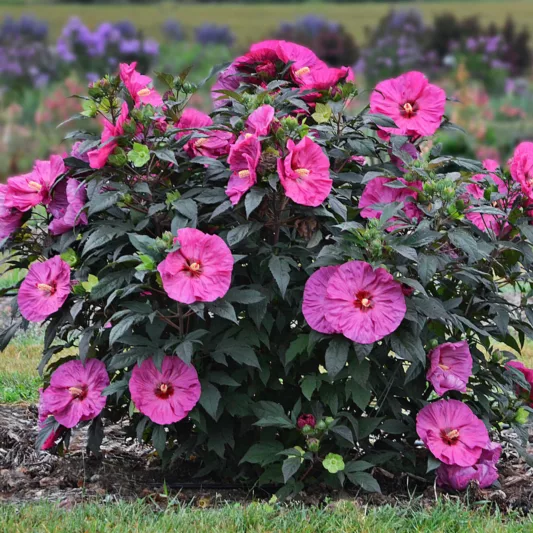 Hibiscus 'Berry Awesome', Rose Mallow 'Berry Awesome', Shrub Althea 'Berry Awesome', Summerific Collection, Flowering Shrub, Pink flowers, Pink Hibiscus