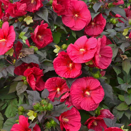 Hibiscus 'Mars Madness', Rose Mallow 'Mars Madness', Shrub Althea 'Mars Madness, Flowering Shrub, Red flowers, Red Hibiscus