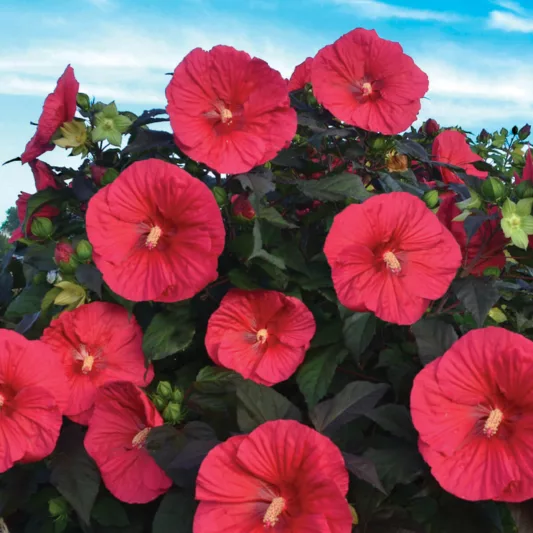 Hibiscus 'Mars Madness', Rose Mallow 'Mars Madness', Shrub Althea 'Mars Madness, Flowering Shrub, Red flowers, Red Hibiscus