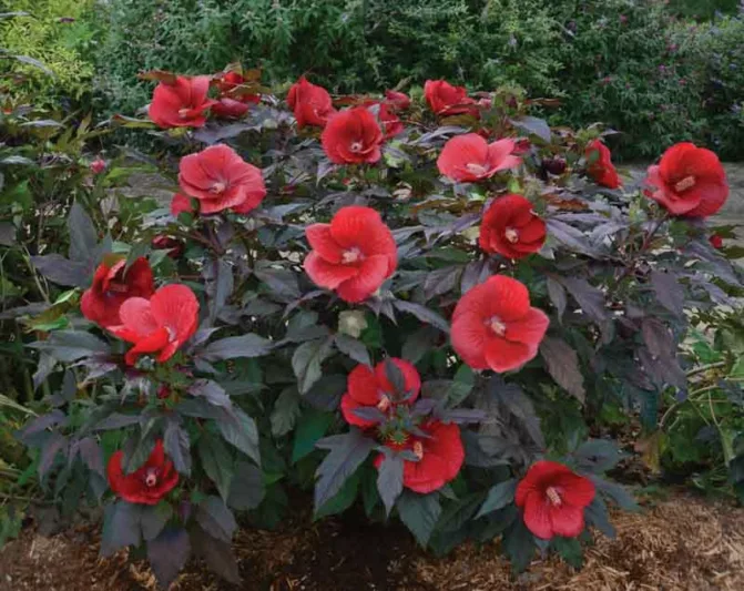 Hibiscus 'Midnight Marvel', Rose Mallow 'Midnight Marvel', Shrub Althea 'Midnight Marvel',Flowering Shrub, Red flowers, Red Hibiscus, Dark Foliage