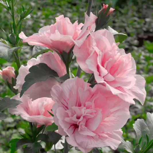 Hibiscus syriacus Pink Chiffon®, Rose of Sharon Pink Chiffon®, Shrub Althea Pink Chiffon®, Flowering Shrub, Pink flowers, Pink Hibiscus