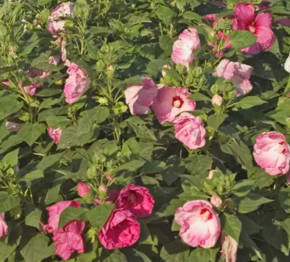 Hibiscus moscheutos 'Southern Belle', Hardy Hibiscus 'Southern Belle', Swamp Rose Mallow 'Southern Belle' , Hibiscus 'Southern Belle', Perennial Hibiscus 'Southern Belle, Rose Mallow 'Southern Belle', Flowering Shrub, White flowers, White Hibiscus