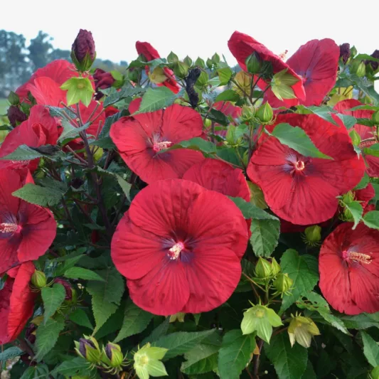 Hibiscus 'Vintage Wine', Rose Mallow 'Vintage Wine', Shrub Althea 'Vintage Wine, Flowering Shrub, Red flowers, Red Hibiscus