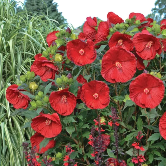 Hibiscus var. 'Cranberry Crush', Rose Mallow 'Cranberry Crush', Hardy Hibiscus 'Cranberry Crush', Summerific Collection, Flowering Shrub, Red flowers, Red Hibiscus