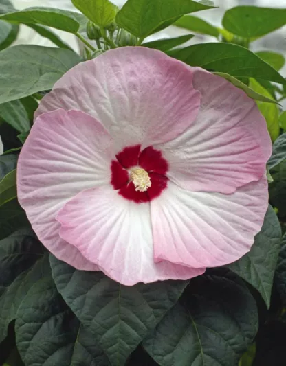 Hibiscus moscheutos 'Luna Pink Swirl', Hardy Hibiscus 'Luna Pink Swirl', Swamp Rose Mallow 'Luna Pink Swirl', Hibiscus 'Luna Pink Swirl', Perennial Hibiscus 'Luna Pink Swirl', Rose Mallow 'Luna Pink Swirl', Flowering Shrub, Pink flowers, Pink Hibiscus