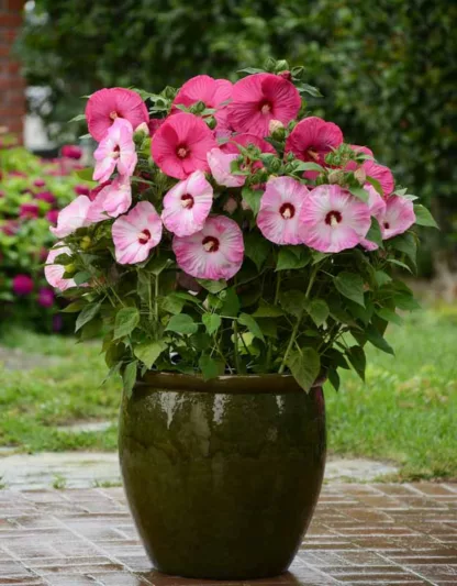 Hibiscus moscheutos 'Luna Pink Swirl', Hardy Hibiscus 'Luna Pink Swirl', Swamp Rose Mallow 'Luna Pink Swirl', Hibiscus 'Luna Pink Swirl', Perennial Hibiscus 'Luna Pink Swirl', Rose Mallow 'Luna Pink Swirl', Flowering Shrub, Pink flowers, Pink Hibiscus