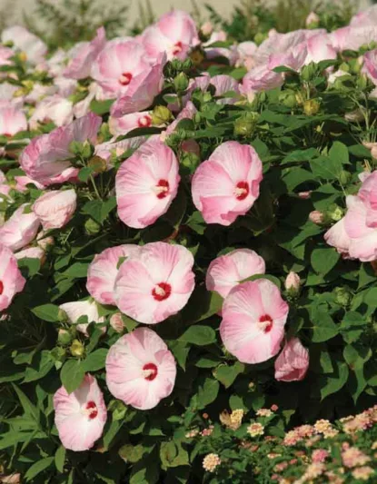 Hibiscus moscheutos 'Luna Pink Swirl', Hardy Hibiscus 'Luna Pink Swirl', Swamp Rose Mallow 'Luna Pink Swirl', Hibiscus 'Luna Pink Swirl', Perennial Hibiscus 'Luna Pink Swirl', Rose Mallow 'Luna Pink Swirl', Flowering Shrub, Pink flowers, Pink Hibiscus