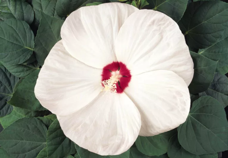 Hibiscus moscheutos 'Luna White', Hardy Hibiscus 'Luna White', Swamp Rose Mallow 'Luna White' , Hibiscus 'Luna White', Perennial Hibiscus 'Luna White, Rose Mallow 'Luna White', Flowering Shrub, White flowers, White Hibiscus