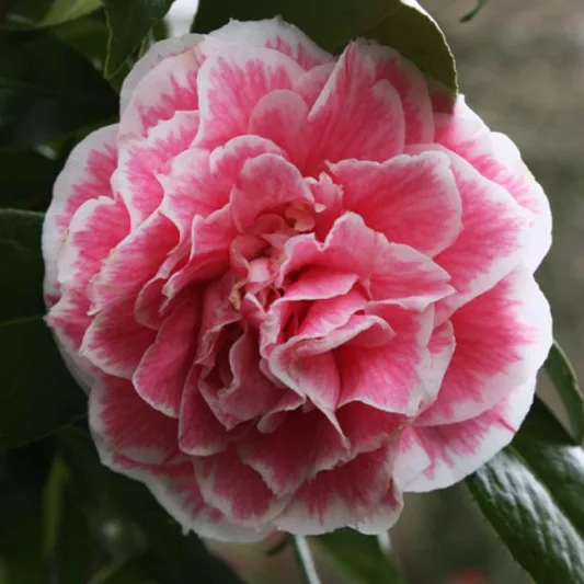 Camellia Japonica 'Herme', Camellia 'Herme', 'Herme' Camellia, Camellia 'Jordan's Pride', Camellia 'Souvenir d'Henri Guichard', Camellia 'Hikarugenji', Winter Blooming Camellias, Spring Blooming Camellias, Mid Season Camellias, Pink flowers, Pink Camellias
